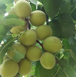 Meet your Posher, Muhammad